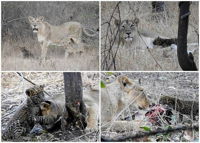 印度古吉拉特邦吉尔国家公园母狮对幼豹视如己出 成跨物种收养罕见例子