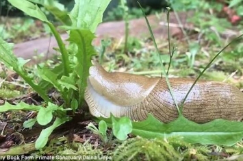 加拿大网友在自家后院拍到一只香蕉蛞蝓正在食用蒲公英