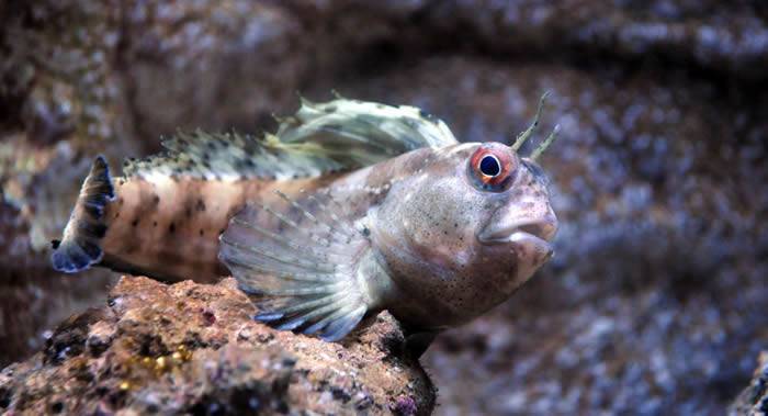 《功能生态学》杂志：科学家弄清楚史前鱼类是在什么条件下登上陆地并栖息在那