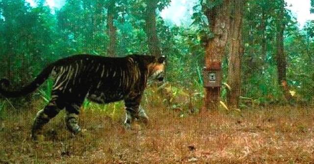 孟加拉虎！印度动物园有全球唯一一只“黑老虎”