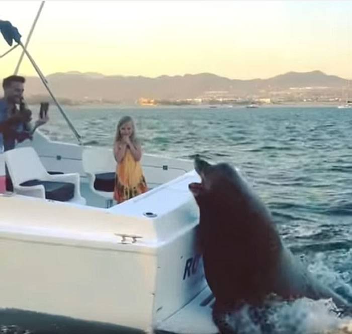 墨西哥海狮看到船上有大鱼跟着不肯离去