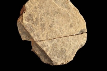 英国考古学家在泽西岛Les Varines遗址发现的石头碎片是不列颠群岛最古老艺术品