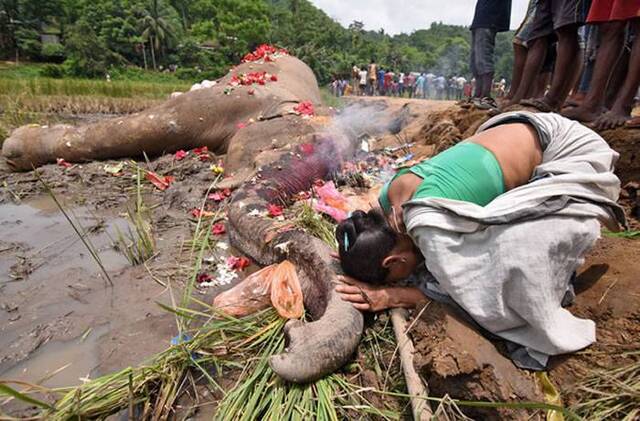 印度阿萨姆邦古瓦哈提一头大象误入稻田触电身亡 当地村民撒上鲜花表示最高敬意