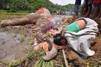 印度阿萨姆邦古瓦哈提一头大象误入稻田触电身亡 当地村民撒上鲜花表示最高敬意