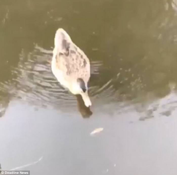 英国诺丁汉郡男子帮宠物金鱼水葬 刚放进河中就被游过来的鸭子一口吃掉