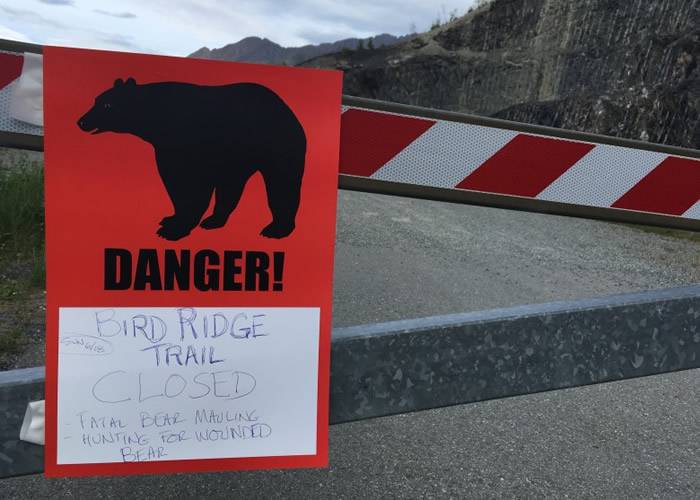 美国阿拉斯加黑熊破窗闯民居 11岁男孩及时逃走求救