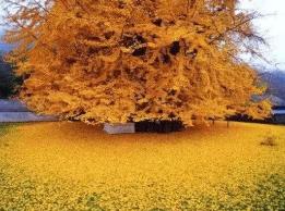 世界上最古老的树种：银杏树（银杏科银杏属植物）