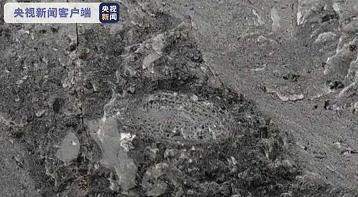 世界最大规模天坑群——汉中天坑群首次发现8毫米&#17908;化石