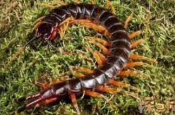 加拉帕格斯巨人蜈蚣，身长32厘米的巨毒蜈蚣(图片)