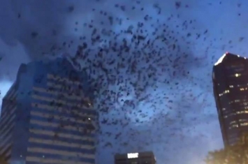 经典电影《鸟》（The Birds）奇景上演：美国佛罗里达州成千上万北美洲紫燕闹市飞舞