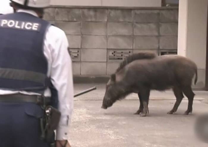 日本长野市老翁清晨散步突遇野猪袭击 尖牙刺臀部