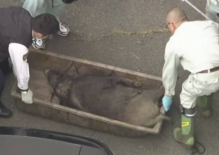 日本长野市老翁清晨散步突遇野猪袭击 尖牙刺臀部