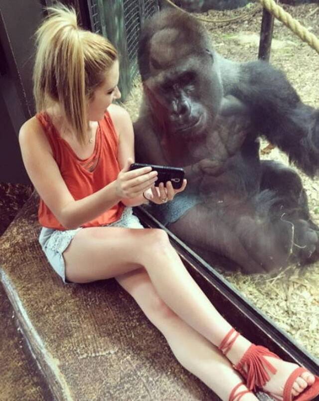 美国路易斯维尔动物园大猩猩隔着玻璃专心看游客手机中的影片
