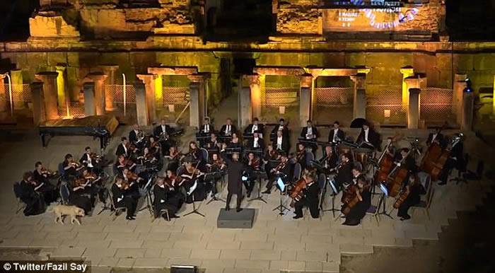 维也纳室内交响乐团到土耳其进行户外演奏 拉布拉多犬大摇大摆走上表演台