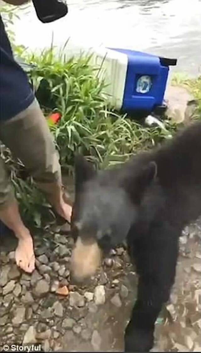 美国西维珍尼亚州小黑熊遇露营客 有得食有得玩