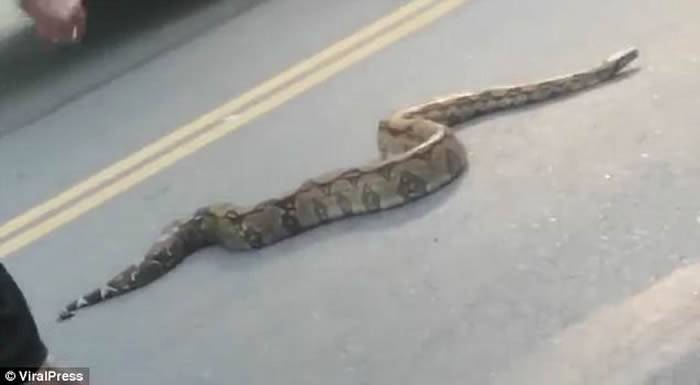 巴西里约热内卢街头冒出2米大蟒蛇吓坏民众 女子走出轻松抓走