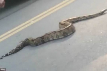 巴西里约热内卢街头冒出2米大蟒蛇吓坏民众 女子走出轻松抓走