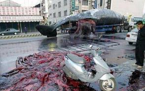 台南抹香鲸爆炸事件，鲸鱼腐败爆炸内脏横飞(超血腥)