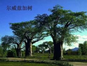 世界上生长速度最慢的树：尔威兹加树（产自俄罗斯沙漠地区）