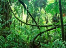 世界上最大的雨林：亚马逊雨林（占世界雨林面积的1/3）
