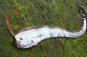 世界上最怪异的生物：桨鱼，大海蛇形象（在海洋里）