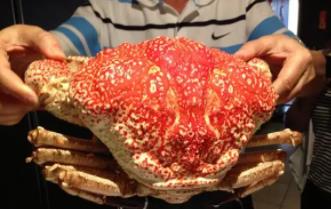 世界上最重的蟹：皇帝蟹（外壳似脸盆大小/最高72斤）