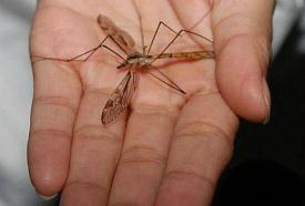 华丽巨蚊比成人巴掌还大，不吸血只吃同类