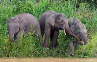 婆罗洲象：世界上体型最小的象（身高不足2.5米）