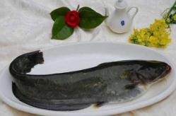 鲶鱼是世界上最脏的垃圾鱼，你还敢吃吗？