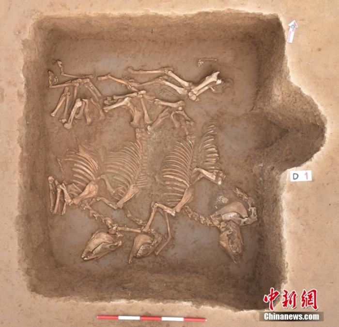 考古基本确认陕西西头遗址与守护西周王畿的“豳师”密切相关