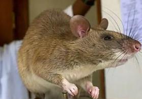 世界上最大最恐怖的老鼠：巨型鼠王，体长一米(重达八斤)