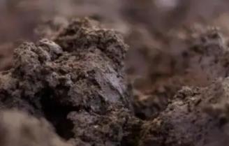 世界上最贵的泥巴：已窖藏637年之久(堪称无价之宝)