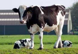 世界上最大的牛奶生产国：拥有934万头奶牛(十年持续增长)