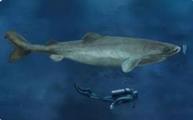 世界上最长寿的鲨鱼：成熟就需要100年(寿命平均400岁)