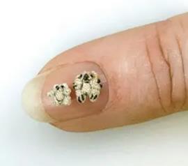 世界上最小泰迪熊：不到指甲盖的一半(仅3.5毫米高)