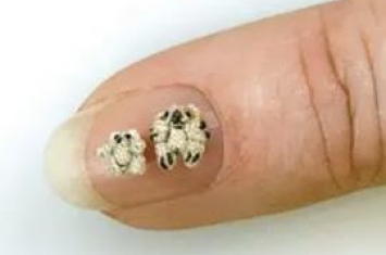 世界上最小泰迪熊：不到指甲盖的一半(仅3.5毫米高)