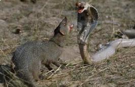 世界上最凶猛的啮齿类动物：食蛇鼠（体长50厘米能吃蛇）