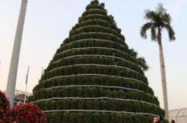 世界上最高的年桔树：可达三四层楼高(由1001颗小树组成)