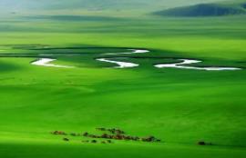 世界上最绿的草原：呼伦贝尔大草原，120种牧草(天然牧场)