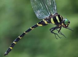 世界上捕杀率最高的蜻蜓是什么：鬼蜻蜓（善于捕猎）