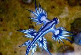 世界上最像外星生物的动物：阿特兰提库斯（蓝色的）