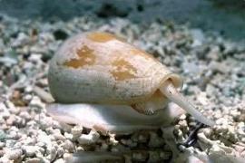世界上破坏性最强的蜗牛：锥形蜗牛（几分钟致人死亡）