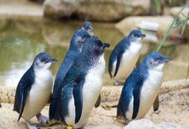 世界上最小的企鹅：小蓝企鹅(身高只有四十多厘米)