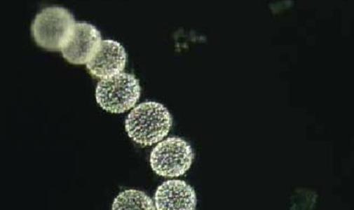 最大细菌华丽念珠菌图片