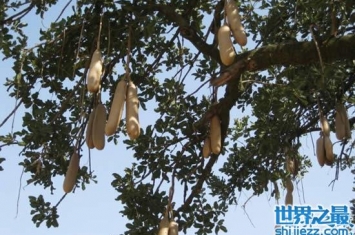 非洲香肠树，树上挂满了香肠(可以直接吃)