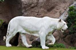世界上最白的老虎：全身雪白无条纹（孟加拉虎的变种）