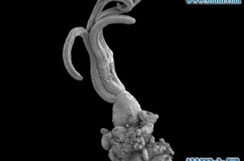 一亿年前的史前恐怖生物，食骨蠕虫(无嘴无骨)