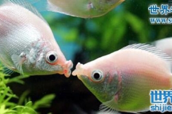 接吻鱼，无时无刻都在“热吻”的鱼(为爱更为战斗)