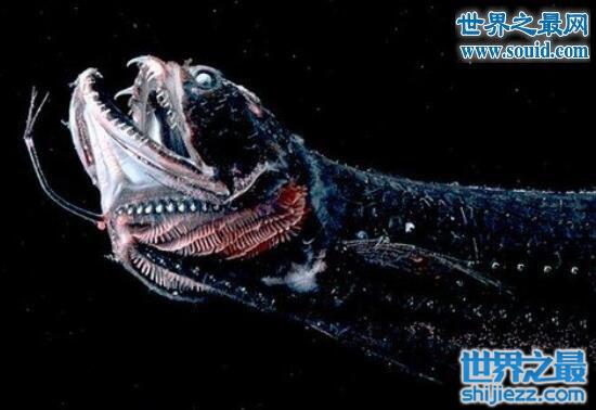 面目凶猛的毒蛇鱼，深海疯狂捕食者(牙齿比头还大)