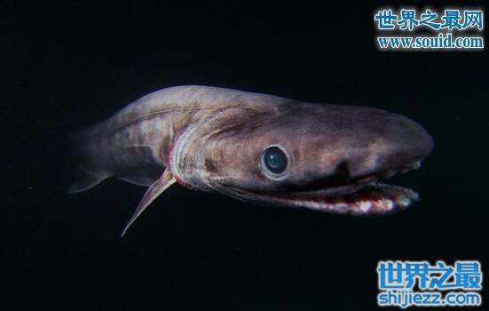 面目凶猛的毒蛇鱼，深海疯狂捕食者(牙齿比头还大)